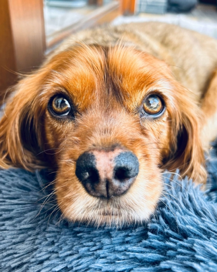 Signs of Silent Pain